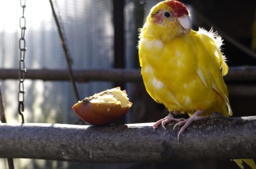 Tipy a zásady, které ocení znát každý začínající i zkušenější chovatel papoušků