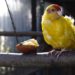 Tipy a zásady, které ocení znát každý začínající i zkušenější chovatel papoušků