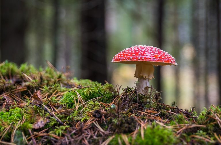 I jedovaté houby zase rostou. Poznáte případnou otravu?