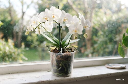 Bílá orchidej phalaenopsis v průhledném květináči na parapetu