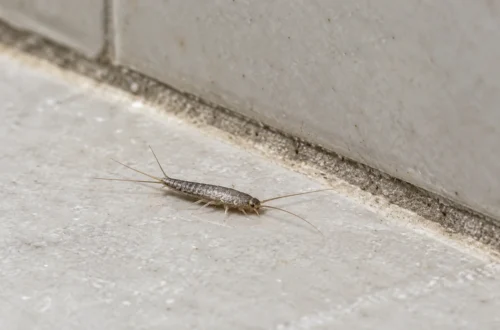 Stříbřitá rybenka u spáry koupelnové dlaždice.
